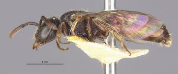Media type: image;   Entomology 32863 Aspect: habitus lateral view